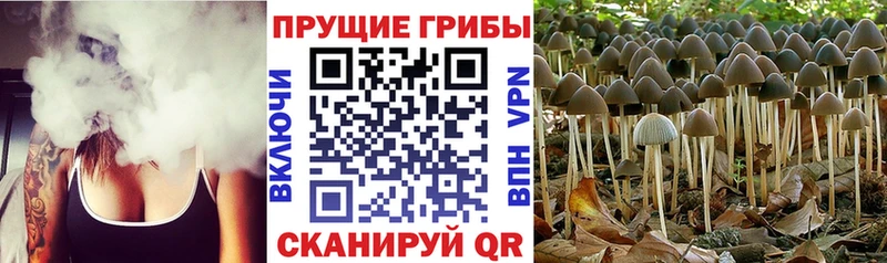 Псилоцибиновые грибы ЛСД где найти Карабулак